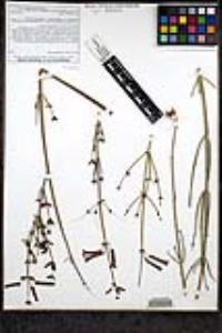 Gambelia juncea image