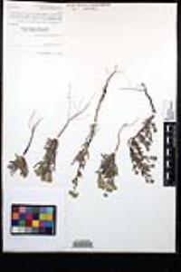 Cryptantha juniperensis image