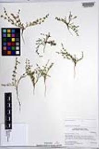 Harpagonella palmeri image