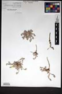 Physaria peninsularis image