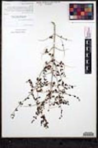 Scutellaria mexicana image