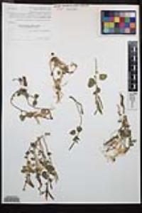 Chylismia cardiophylla image