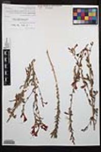 Epilobium canum image