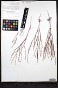Eriogonum gracile var. incultum image