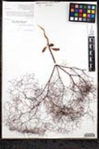 Eriogonum parishii image