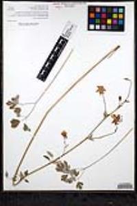 Aquilegia formosa image