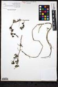 Ranunculus aquatilis var. diffusus image