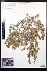Cercocarpus montanus var. glaber image