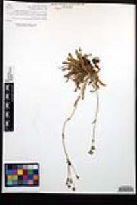Horkelia clevelandii image