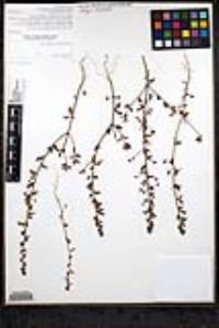 Sairocarpus pusillus image