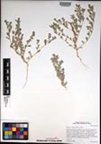 Atriplex coulteri image