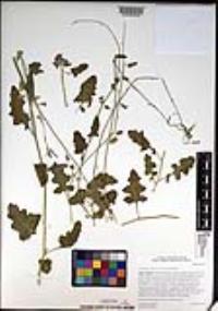 Lyrocarpa coulteri image