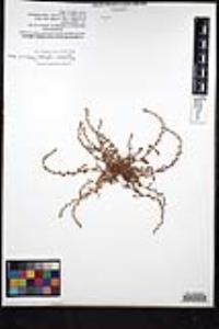 Plagiobothrys leptocladus image
