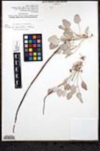 Eriogonum elongatum image