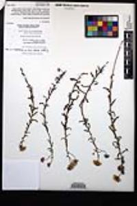 Erigeron breweri image