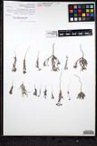 Johnstonella grayi image
