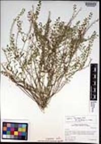 Lepidium lasiocarpum var. latifolium image