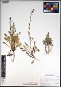 Lepidium lasiocarpum image