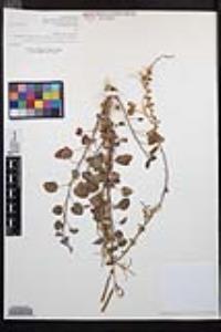 Chylismia cardiophylla image