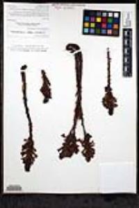 Aphyllon cooperi image