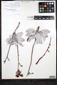 Eriogonum encelioides image