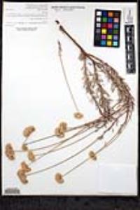 Eriogonum fasciculatum var. polifolium image