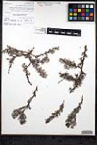 Eriogonum wrightii var. dentatum image