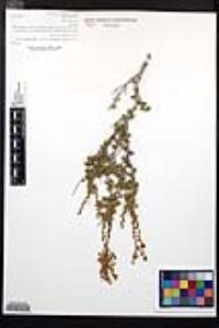 Adenostoma fasciculatum var. obtusifolium image