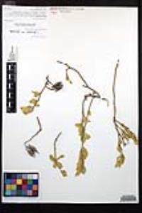 Viscainoa geniculata image