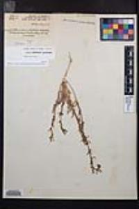 Camissoniopsis intermedia image
