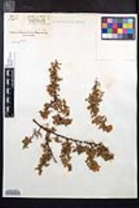 Rosa minutifolia image