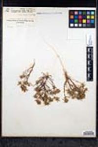 Navarretia hamata image