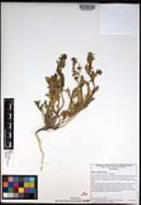 Dithyrea californica image