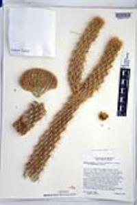 Cylindropuntia ganderi image