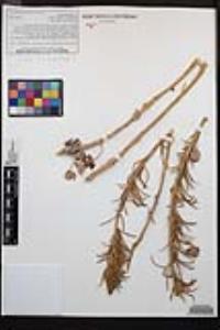 Chylismia cardiophylla image