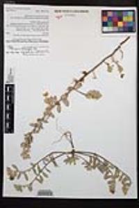 Camissoniopsis cheiranthifolia subsp. suffruticosa image