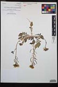 Chylismia claviformis image