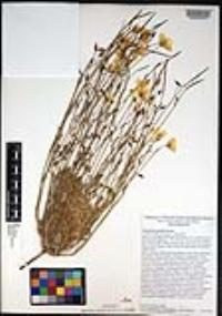 Eschscholzia parishii image