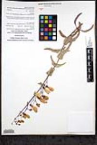 Penstemon spectabilis subsp. subinteger image
