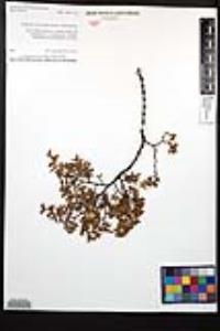 Larrea tridentata image