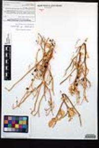 Viscainoa geniculata image