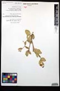 Viscainoa geniculata image