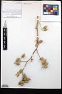 Viscainoa geniculata image