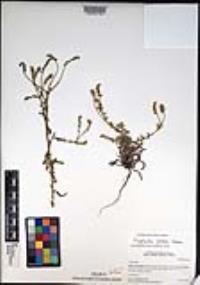 Cryptantha patula image