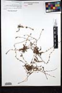 Plagiobothrys collinus image