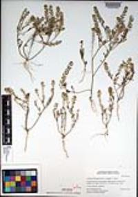 Lepidium oblongum var. insulare image