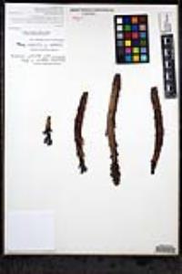 Aphyllon cooperi image