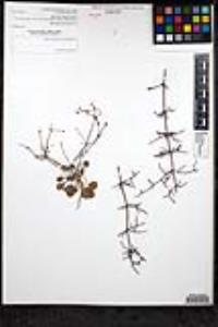 Eriogonum intricatum image