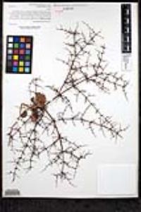 Eriogonum intricatum image