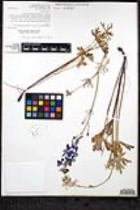 Delphinium parryi subsp. maritimum image